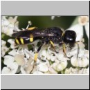 Ectemnius continuus - Grabwespe 11 10mm.jpg